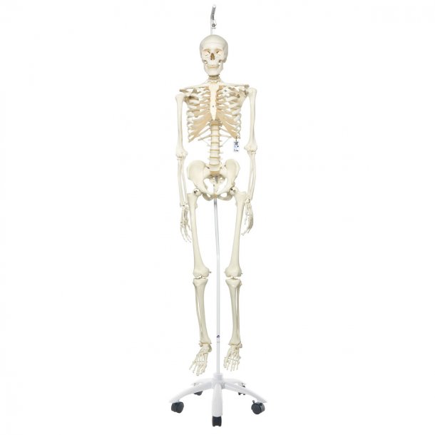 Skeleton, on hanging 5-feet roller feet rolls stan