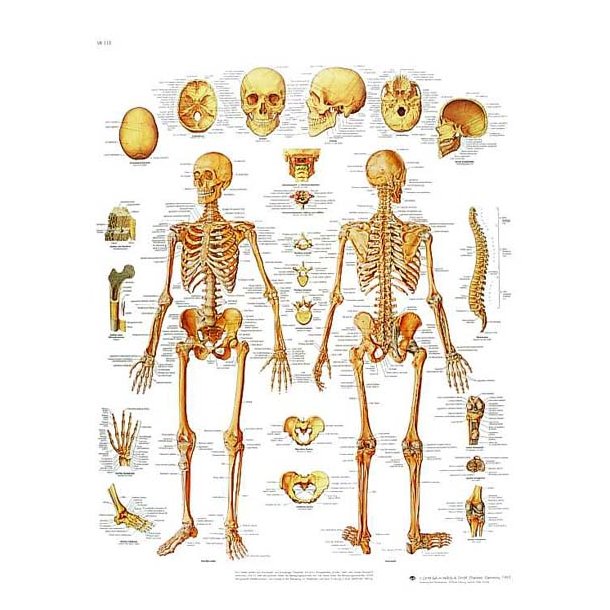 Det menneskelige skelet - planche
