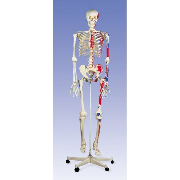 Muskel skelet - Model Max