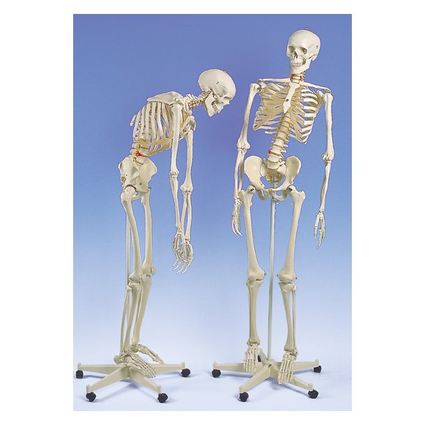 Flexibel skelet - Model Fred
