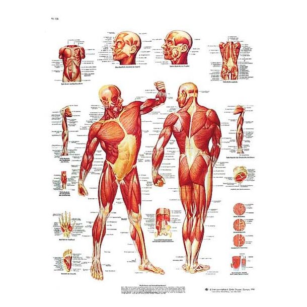Human Musculatur - Planche