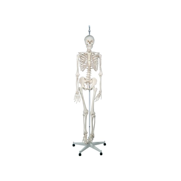 Physiological Skeleton Phil,