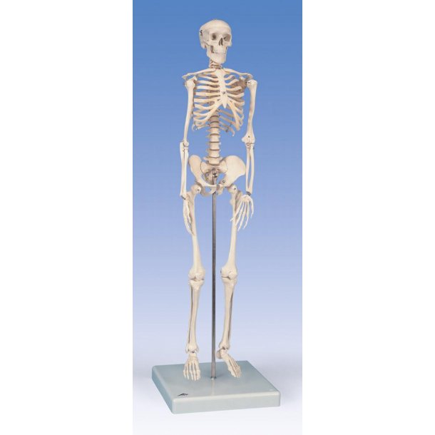 Mini Skeleton "Shorty" 80cm