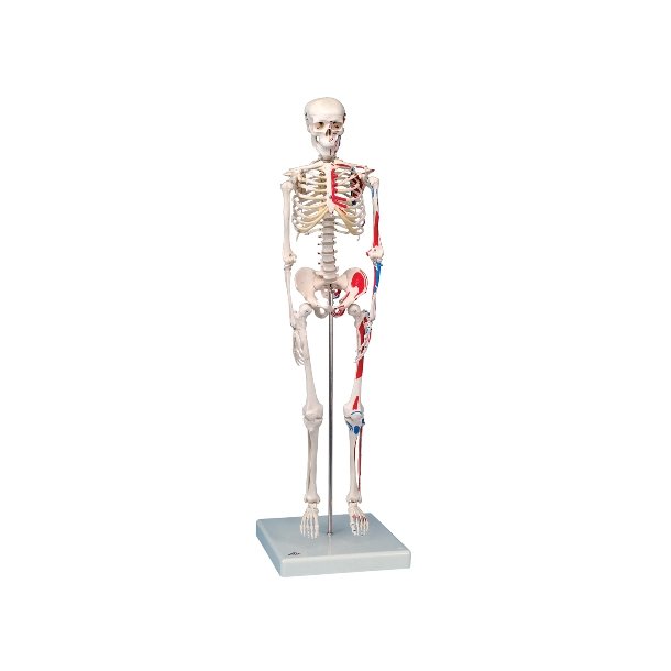 Mini Skeleton "Shorty" 80 cm med muskel 