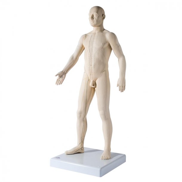 Human body model 3B
