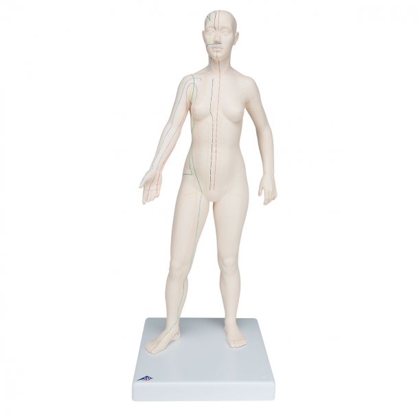 Human body model 3B, kvinde